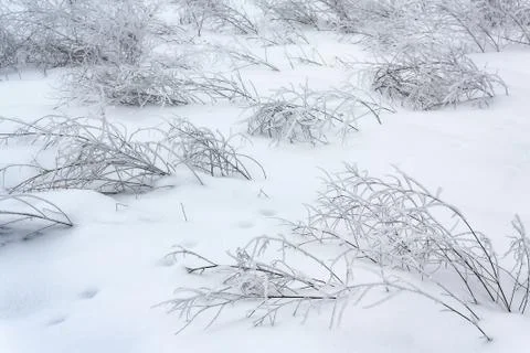 Branches in snow field bent down by ice storm Stock Photos