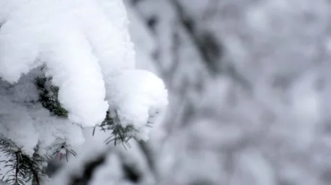Branches in Snow,  Focus Shift    Stock-Footage 47621059