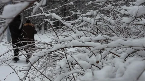 Branches In The Snow Vídeo Stock 1062449