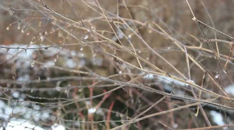 Branches in the Snow Stock Footage 10577400