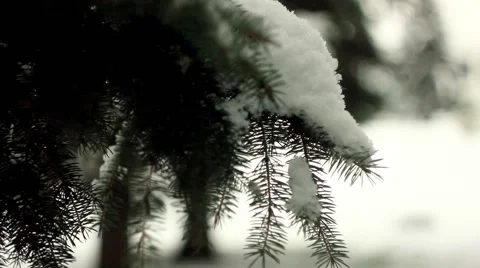 Branches in the snow Stock Footage 68783582