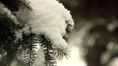 Branches in the snow Video stock 68783646