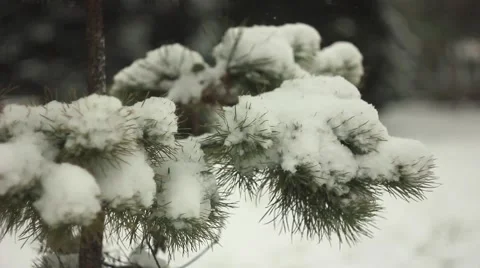 Branches in the snow Stock Footage 68783707