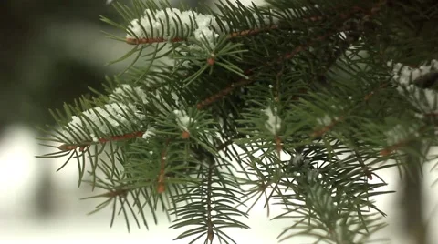 Branches in the snow Vidéo 68783720