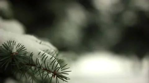 Branches in the snow Stock Footage 68783730