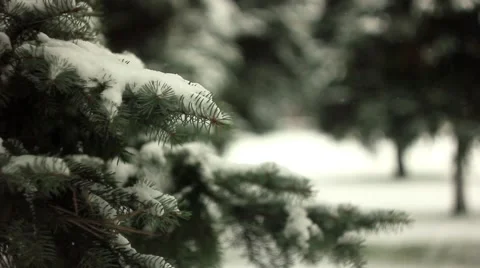 Branches in the snow Stock Footage 68783759