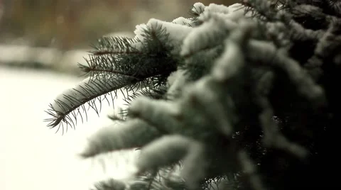Branches in the snow Stock Footage 68783850