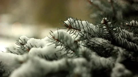 Branches in the snow Stock Footage 68783979