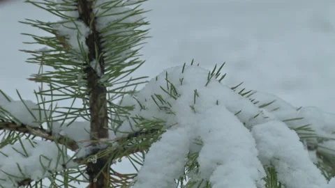Branches in the snow Stock Footage 148466943
