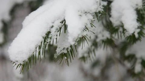 Branches in the snow Stock Footage 148469342