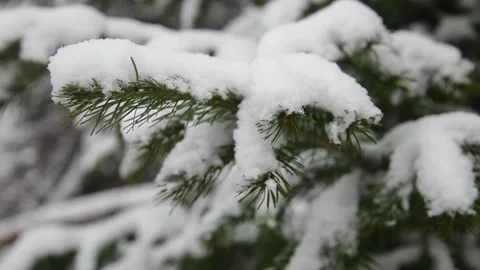 Branches in the snow Stock Footage 148469770