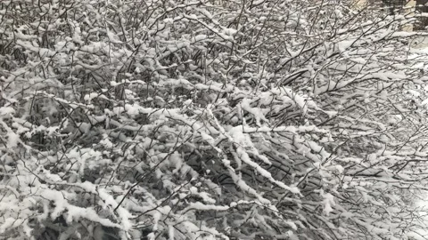 Branches in the snow Stock Footage 169657509