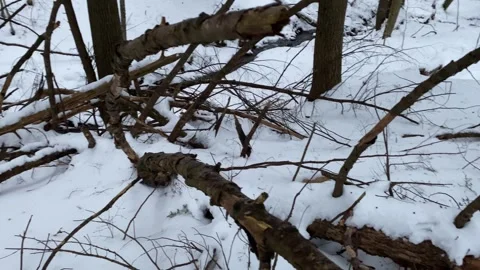 Branches in Snow Stock Footage 247075269