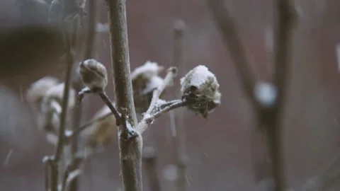 Branches in snow MVI 0939 67 Stock Footage 168724232
