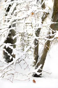 Branches snow pattern Stock Photos