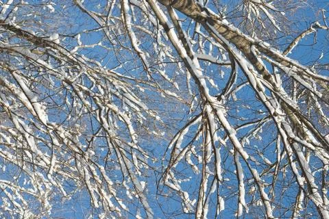 Branches with snow Foto stock