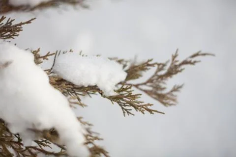 On the branches of snow Stock-Fotos