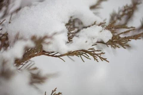 On the branches of snow Stock-Fotos
