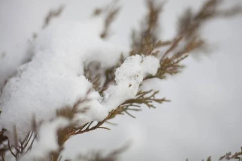On the branches of snow Stock-Fotos
