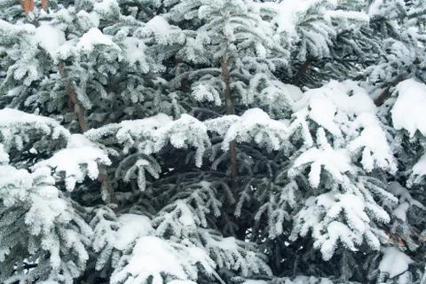 Branches in snow Stock Photos