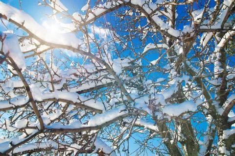 Branches with snow Foto stock
