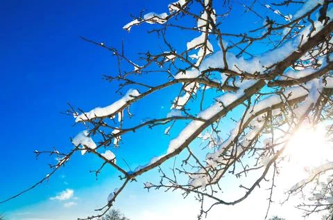 Branches with snow Stock Photos