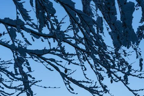 Branches  with snow Stock Photos