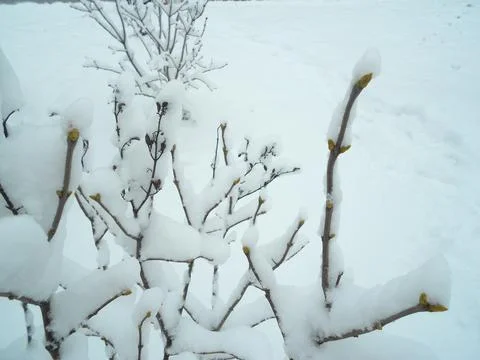 Branches in the snow Stock Photos