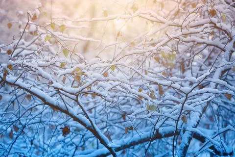 Branches in the snow Stock Photos