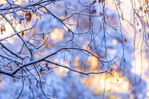 Branches in the snow Stock Photos