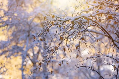 Branches in the snow Stock Photos