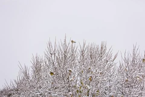 Branches in the snow Stock Photos
