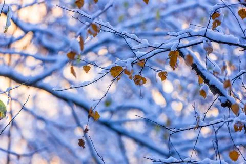 Branches in the snow Stock Photos