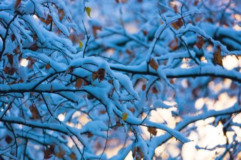 Branches in the snow Stock Photos
