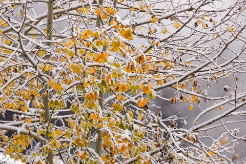 Branches in the snow Stock Photos