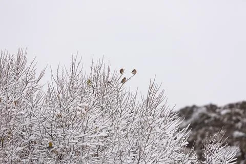 Branches in the snow Stock Photos