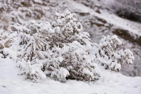 Branches in the snow Stock Photos