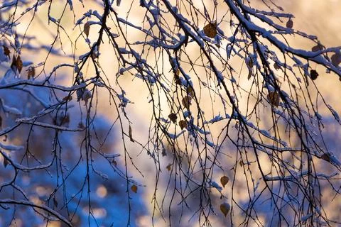 Branches in the snow Stock Photos