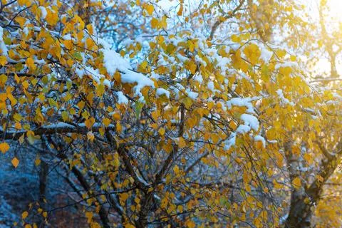Branches in the snow Stock Photos