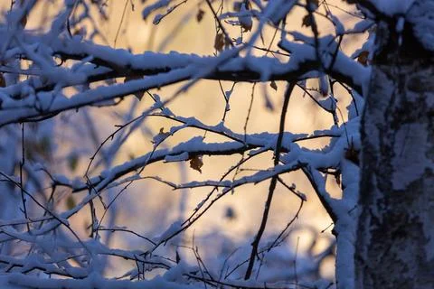 Branches in the snow Stock Photos