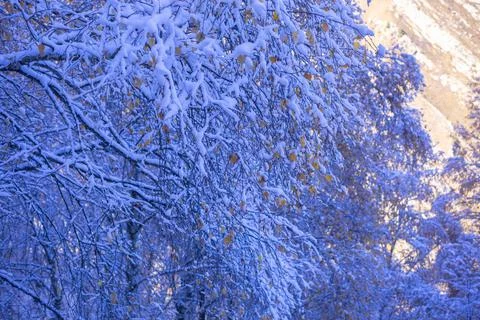 Branches in the snow Stock Photos