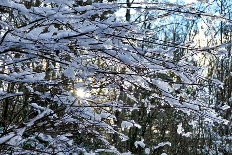 Branches in snow. Stock Photos