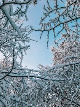 Branches in the snow Stock Photos