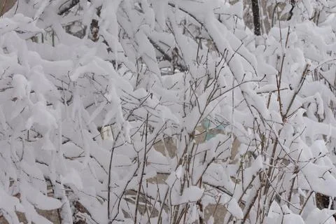 Branches with snow Foto stock