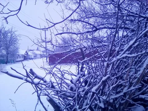 Branches in the snow Foto stock