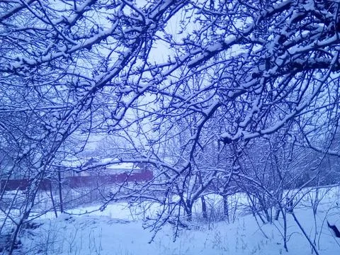 Branches in the snow Stock Photos