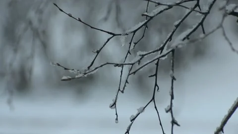 Branches with snow swaying in the wind Stock Footage 151274077