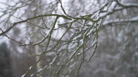 Branches with snow on them Stock Footage 86789932