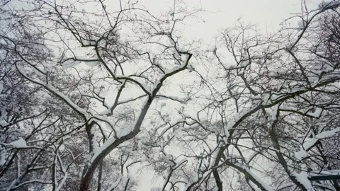 Branches in the snowy forest Stock Footage 228754062