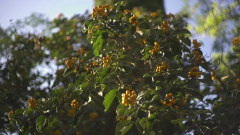 Branches of a southern tree with clusters of orange berries Stock Footage 139346713
